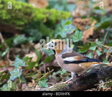 FEMALE HAWFINCH COCCOTHRAUSTES  PERCHED ON A BRANCH ON THE GROUNG FEEDING. WEST SUSSEX UK Stock Photo