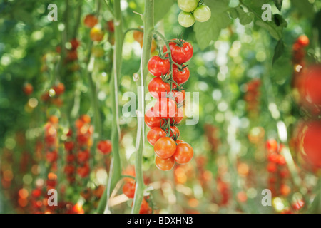 Cherry tomatoes growing in a greenhouse Stock Photo