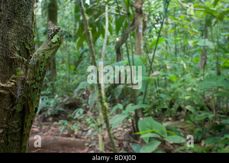 A well-camouflaged Pug-nosed anole lizard, Anolis capito, on a tree trunk with a blood-sucking fly on its head. Stock Photo