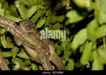 Kinkajou, Potos flavus, foraging in the treetops at night. Photographed in Costa Rica. Stock Photo