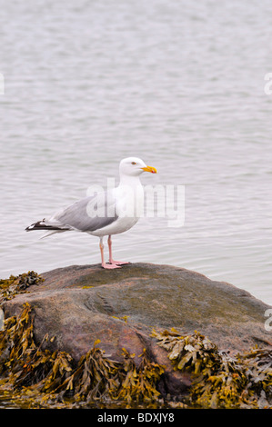 Herring gull (Larus argentatus), sitting on a rock at the Baltic Sea, Germany, Europe Stock Photo