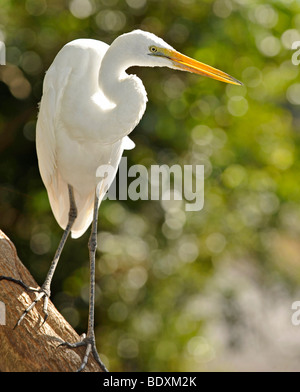 Intermediate Egret, also Median or Yellow-billed Egret (Ardea intermedia), Australia Stock Photo