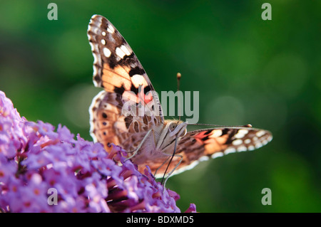 Painted Lady (Vanessa cardui) sitting on a flower of Summer Lilac (Buddleja davidii) Stock Photo