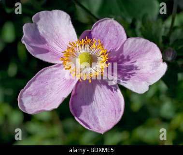 Anemone Japonica (Japanese Anemone) Stock Photo