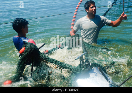 Israel, Coastal Plains, Kibbutz Maagan Michael, Harvesting fish from an intensive growing pool Stock Photo