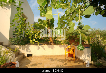 Greek courtyard with bottle gourds on vine and bananas on palm tree Stock Photo