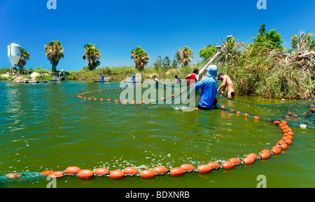Israel, Coastal Plains, Kibbutz Maagan Michael, Harvesting fish from an intensive growing pool Stock Photo
