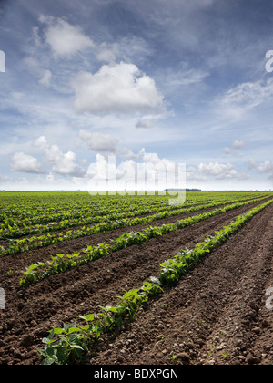 A month old red bean plants. Farmers rotate crops to preserve soil properties and beans restore Nitrogen levels. Stock Photo