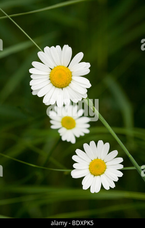 Scentless mayweed flowers Stock Photo