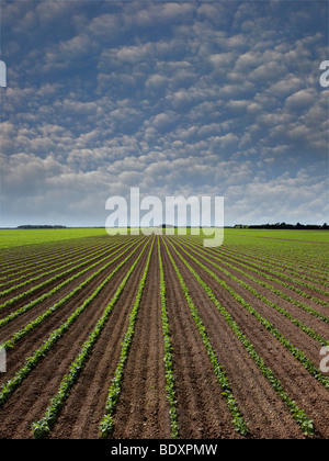 A month old red bean plants. Farmers rotate crops to preserve soil properties and beans restore Nitrogen levels. Stock Photo