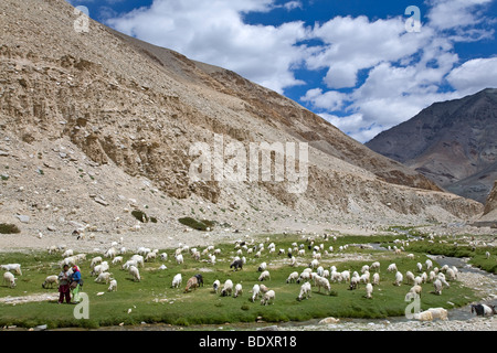 Herd of goats. Rupsu Valley. Ladakh. India Stock Photo