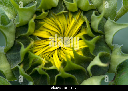 Whorl of petals before openning sunflower Stock Photo