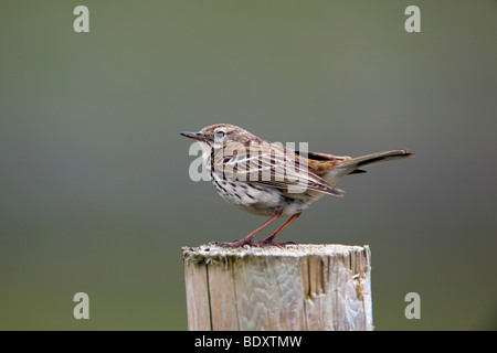 meadow pipit; Anthus pratensis; on post; cornwall Stock Photo