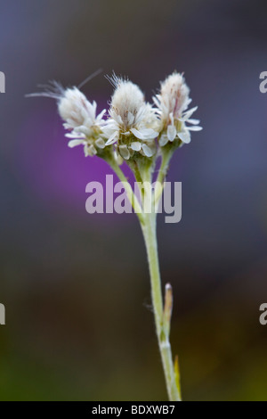 mountain everlasting; Antennaria dioica Stock Photo
