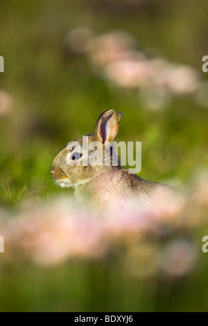 rabbit; Oryctolagus cunniculus; amongst thrift; cornwall Stock Photo