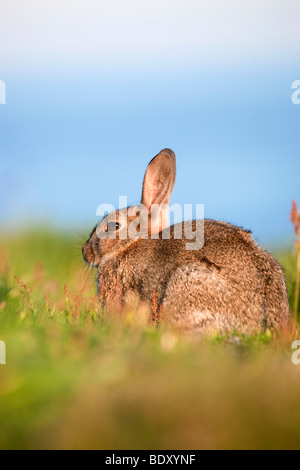 rabbit; Oryctolagus cunniculus; cornwall Stock Photo
