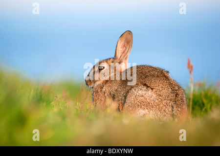 rabbit; Oryctolagus cunniculus; cornwall Stock Photo