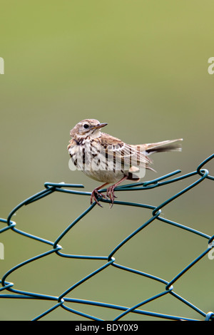 meadow pipit; Anthus pratensis; garden fence; cornwall Stock Photo