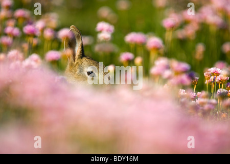 rabbit; Oryctolagus cunniculus; amongst thrift; cornwall Stock Photo