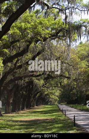 Plantation Driveway - live oak trees and Spanish moss in the deep south ...