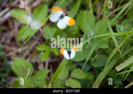 orange tip butterfly; Anthocharis cardamines; in flight Stock Photo