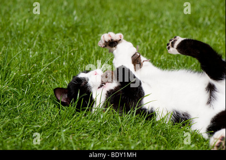 Domestic cat playing with captured mouse. Stock Photo