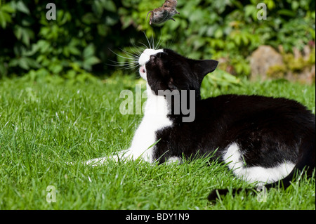 Domestic cat playing with captured mouse. Stock Photo