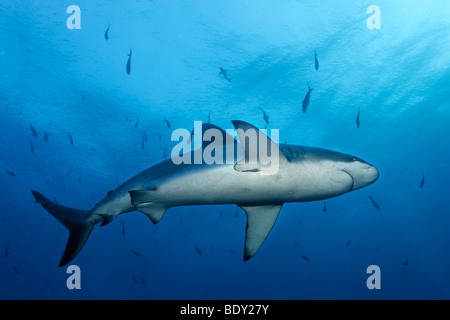 Galapagos Shark (Carcharhinus galapagensis) swimming in open water, view from below, Darwin Island, Galapagos archipelago, UNES Stock Photo