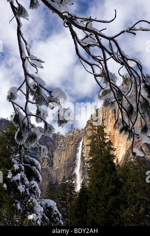 Upper Yosemite Falls framed with snow-covered pine bows, Yosemite National Park, California, USA. Stock Photo