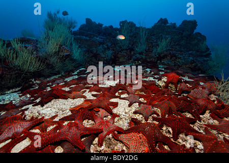 Gathering of Knobby Star Starfish (Pentaceraster cumingi) on sandy ground in front of a reef, Cousin Rock, UNESCO World Heritag Stock Photo
