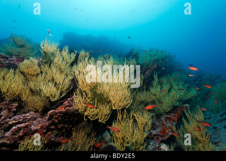 Rocky reef with yellow polyps of Black Coral (Anthipathes galapagensis) and Blacktip Cardinalfishes (Apagon atradorsatus), unde Stock Photo