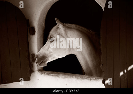 Arabian Horse Looking out From Stall Window Stock Photo