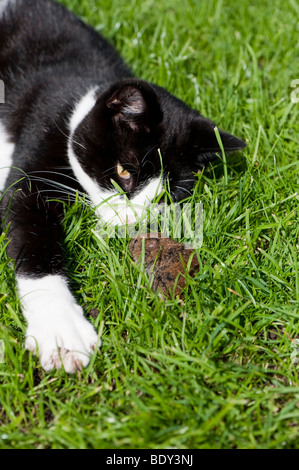 Domestic cat playing with capture mouse. Stock Photo