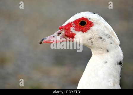 Muscovy Duck (Cairina moschata), female Stock Photo
