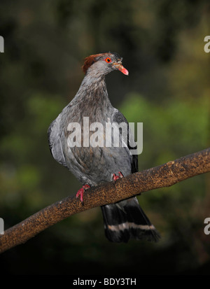 Nicobar Pigeon (Caloenas nicobarica), Nicobar Islands Stock Photo