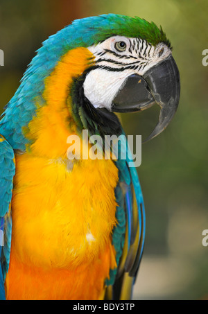 Great Green Macaw, also Buffon's Macaw (Ara ambiguus) Stock Photo