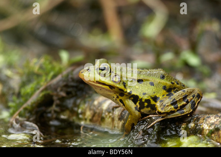 Marsh Frog (Rana ridibunda, Syn: Pelophylax ridibundus) Stock Photo