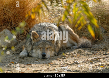 Mexican wolf (Canis lupus baileyi), sleeping, Park Living Desert, Palm Desert, California, USA Stock Photo