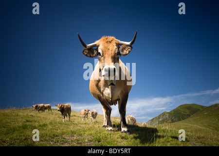 Aubrac cow during Summering on the Mounts Cantal (France). Vaches d'Aubrac à l'estive dans les Monts du Cantal (France). Stock Photo