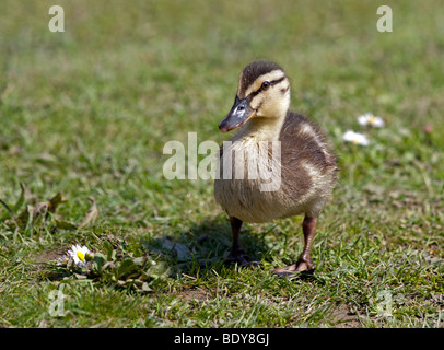 Mallard Duckling (anas platyrchychos) Stock Photo