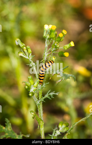 Cinnabar moth larva (Tyria jacobaeae) feeding on groundsel (Senecio vulgaris) Stock Photo