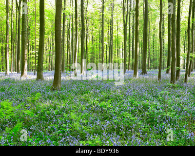 Sunlight through forest, blue flowers Stock Photo
