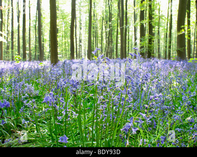 Sunlight through forest, blue flowers Stock Photo