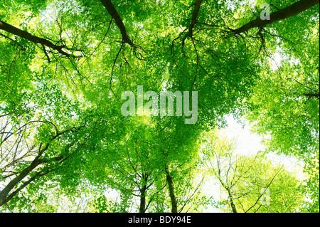 Trees, shot from below Stock Photo