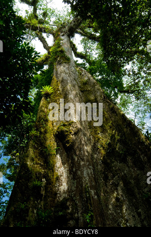 The Arbol de la Paz (Peace Tree) where Spanish forces surrendered in ...