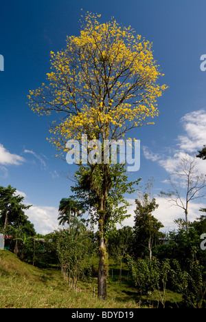 Corteza Amarilla Tree (Tabebuia ochracea), flowering. Stock Photo