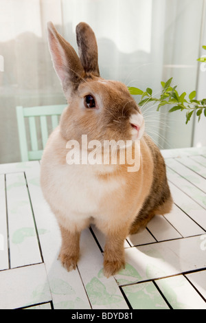 Rabbit sitting on a table Stock Photo