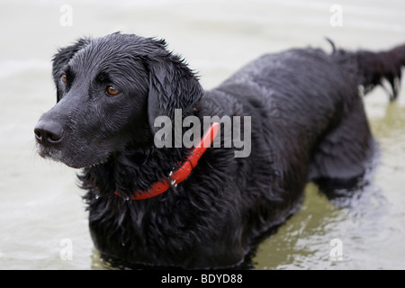 Gun dog, Black Labrador in water Stock Photo