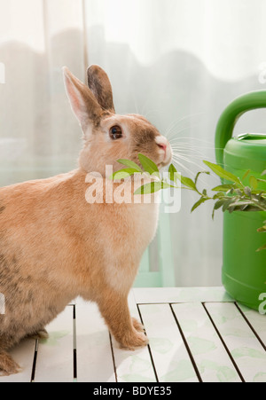 Rabbit sniffing on a branch Stock Photo