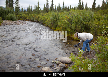 A woman panning for gold in a stream near the Denali Highway in the remote wilderness east of Denali National Park. Stock Photo